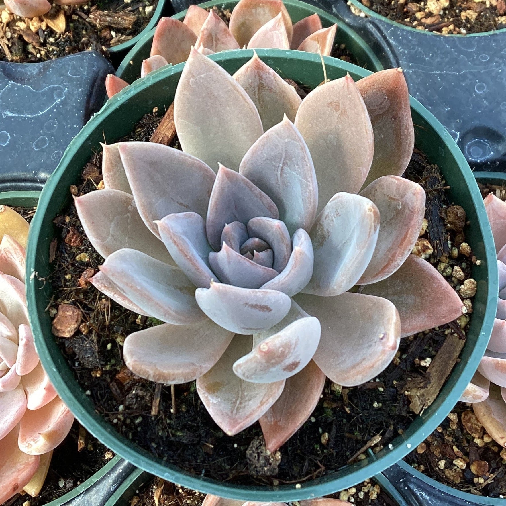silver succulents Echeveria 'Silver Queen' – Succulent Gardens