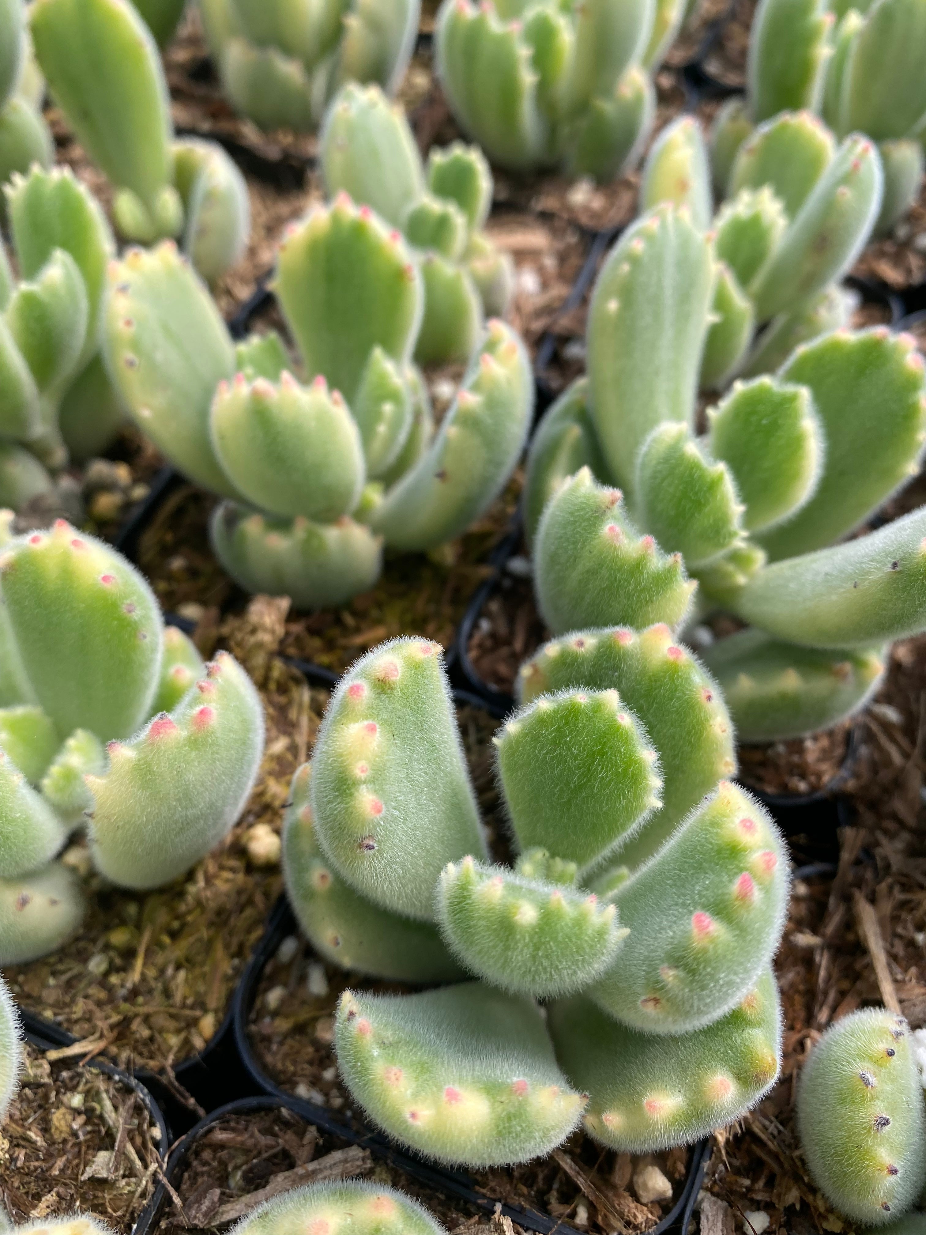 Cotyledon tomentosa variegata – Succulent Gardens