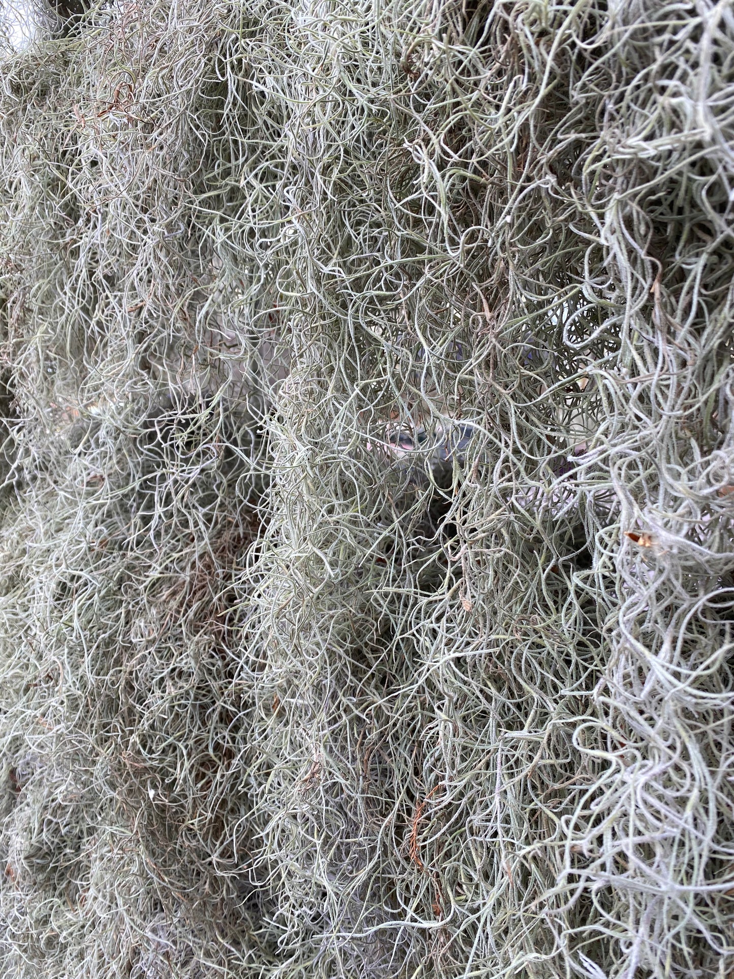 Spanish Moss Clump