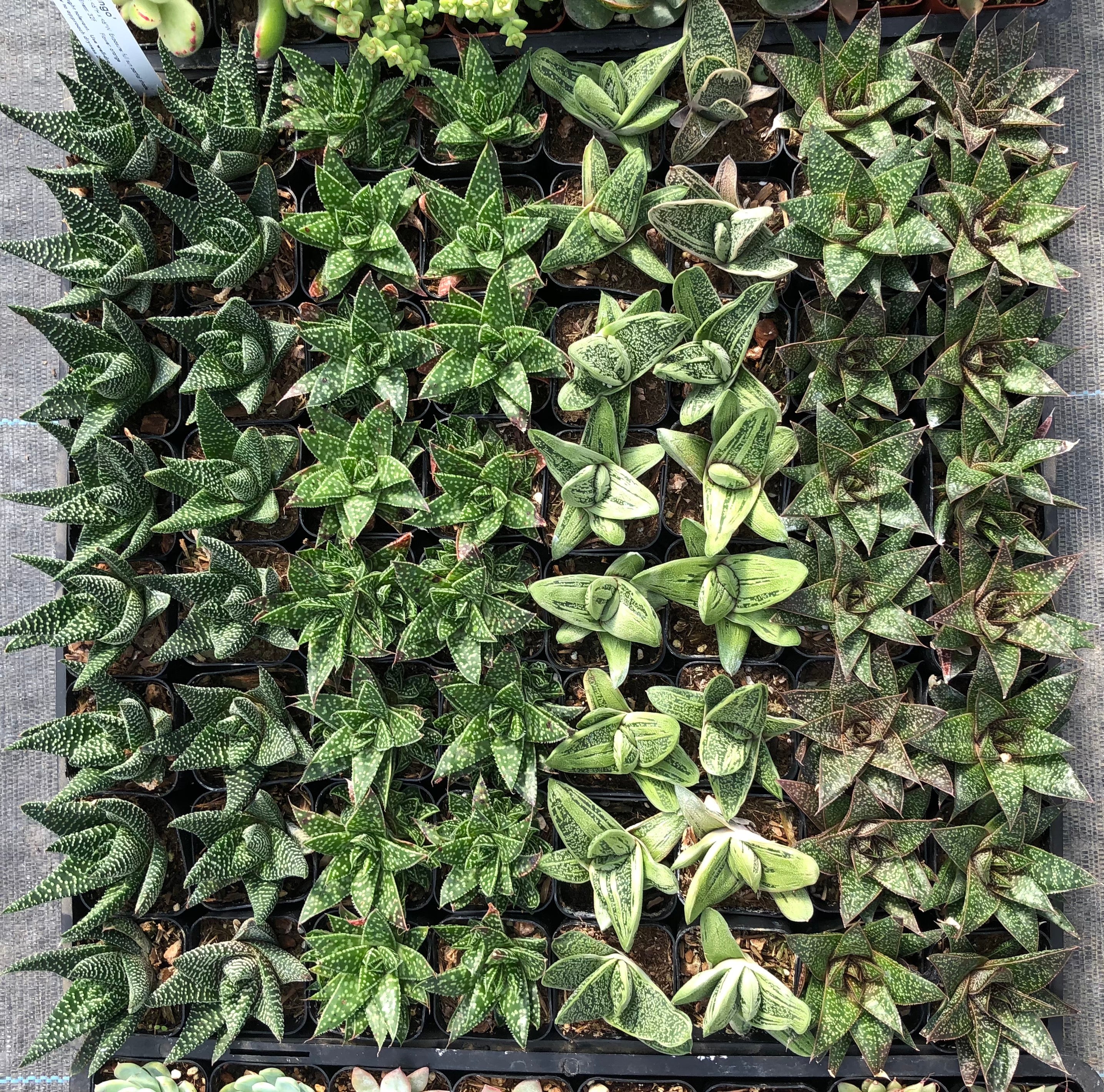 haworthia gasteria succulent Haworthia/Gasteria Assortment – Succulent Gardens