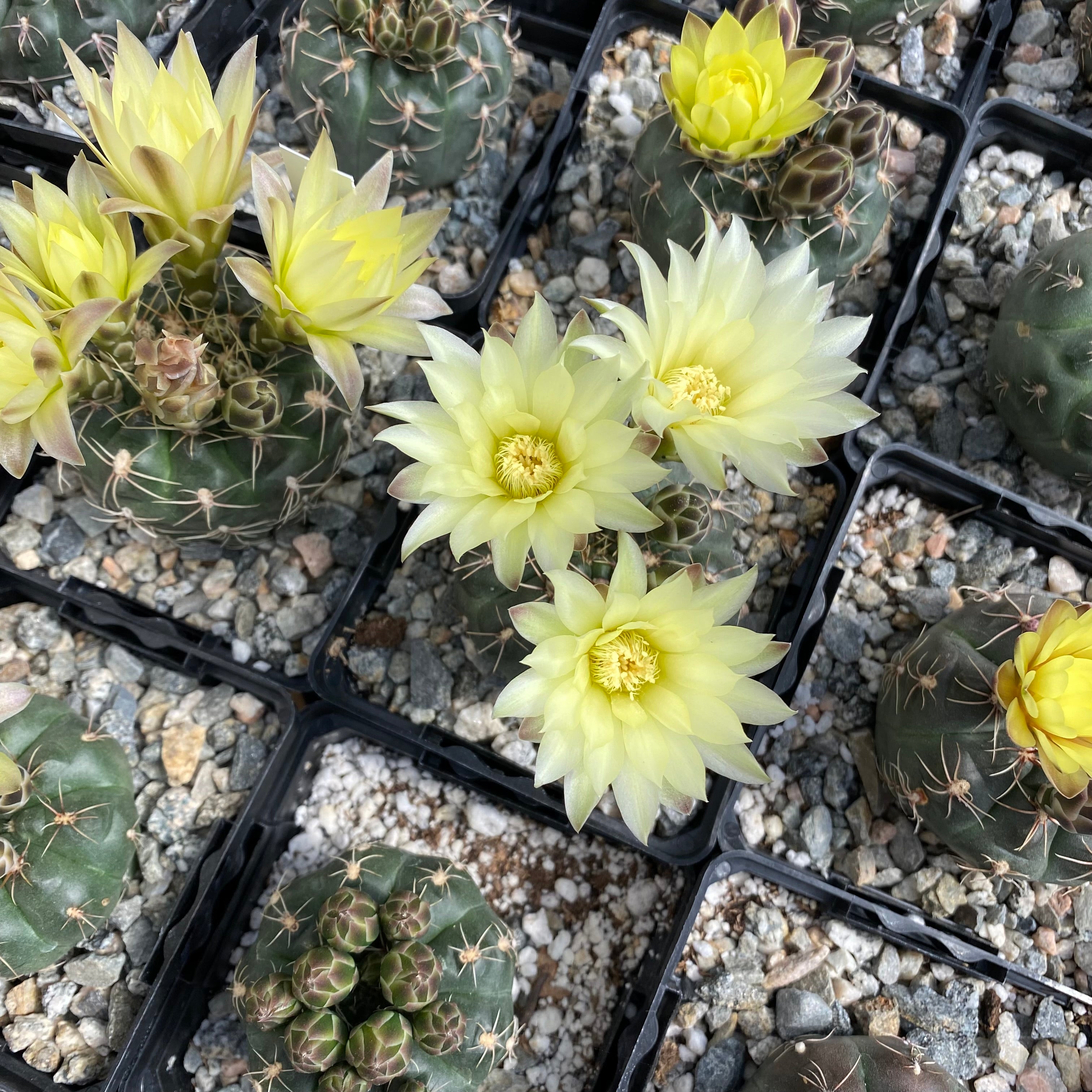 gymnocalycium schroederianum Gymnocalycium schroederianum – Succulent Gardens