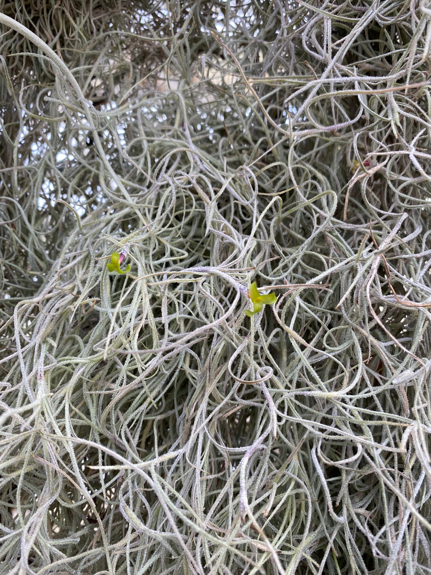 Spanish Moss Clump