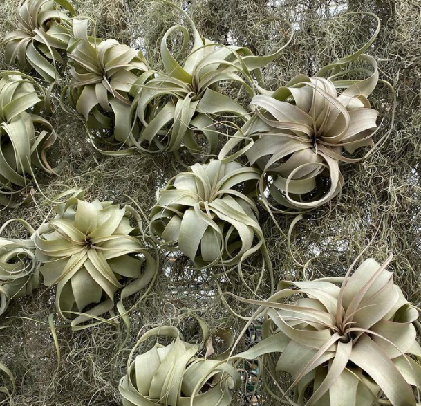 Tillandsia xerographica – Succulent Gardens