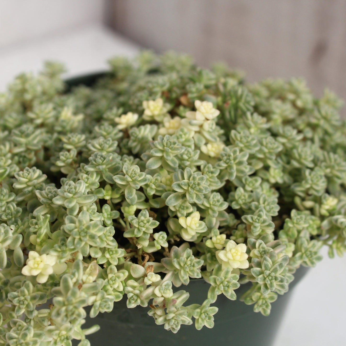 Sedum anglicum 'Suzie Q'