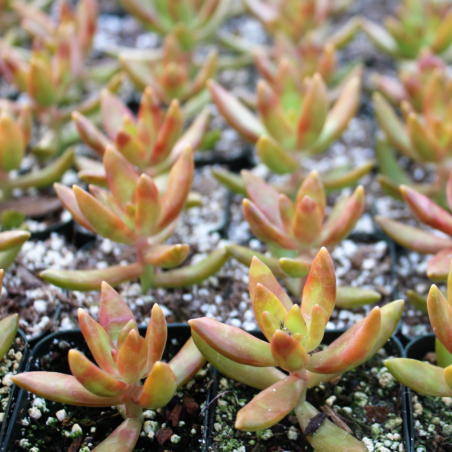 Sedum nussbaumerianum
