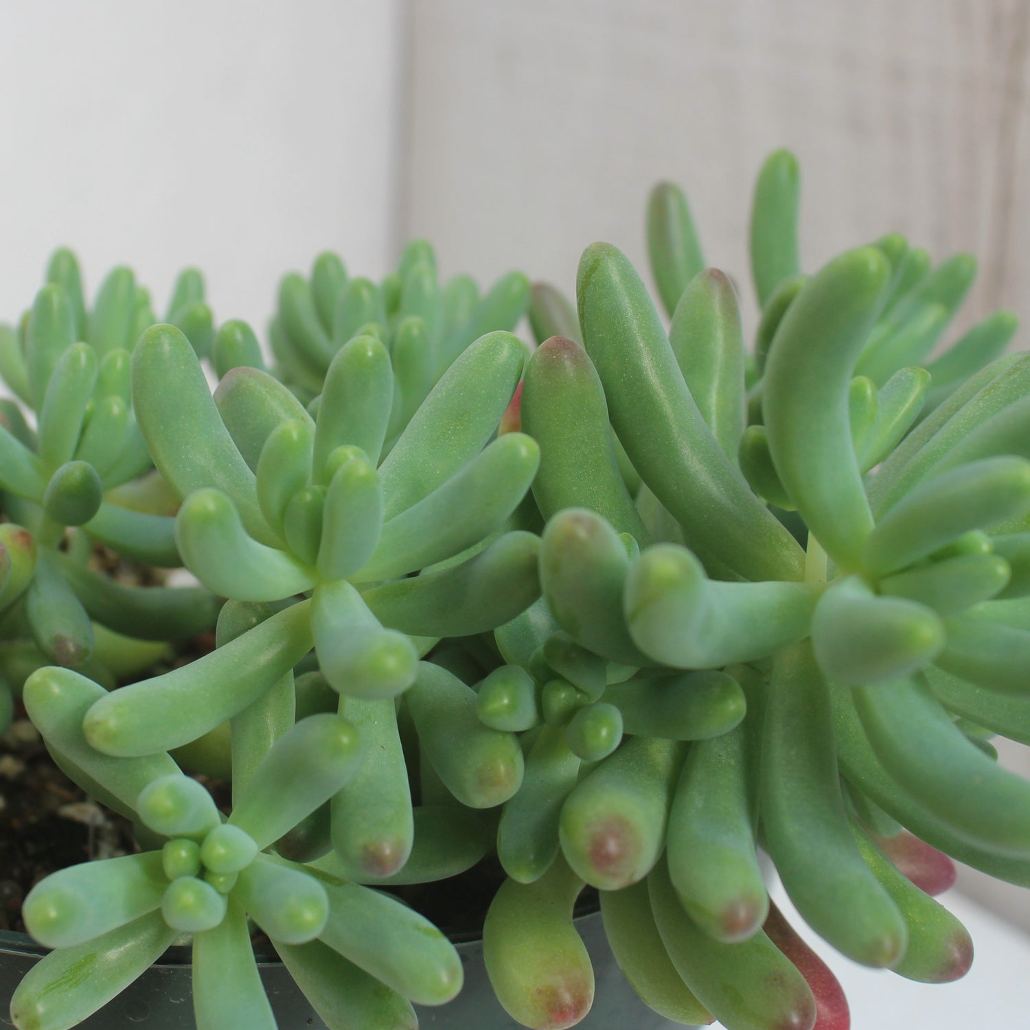 Sedum pachyphyllum