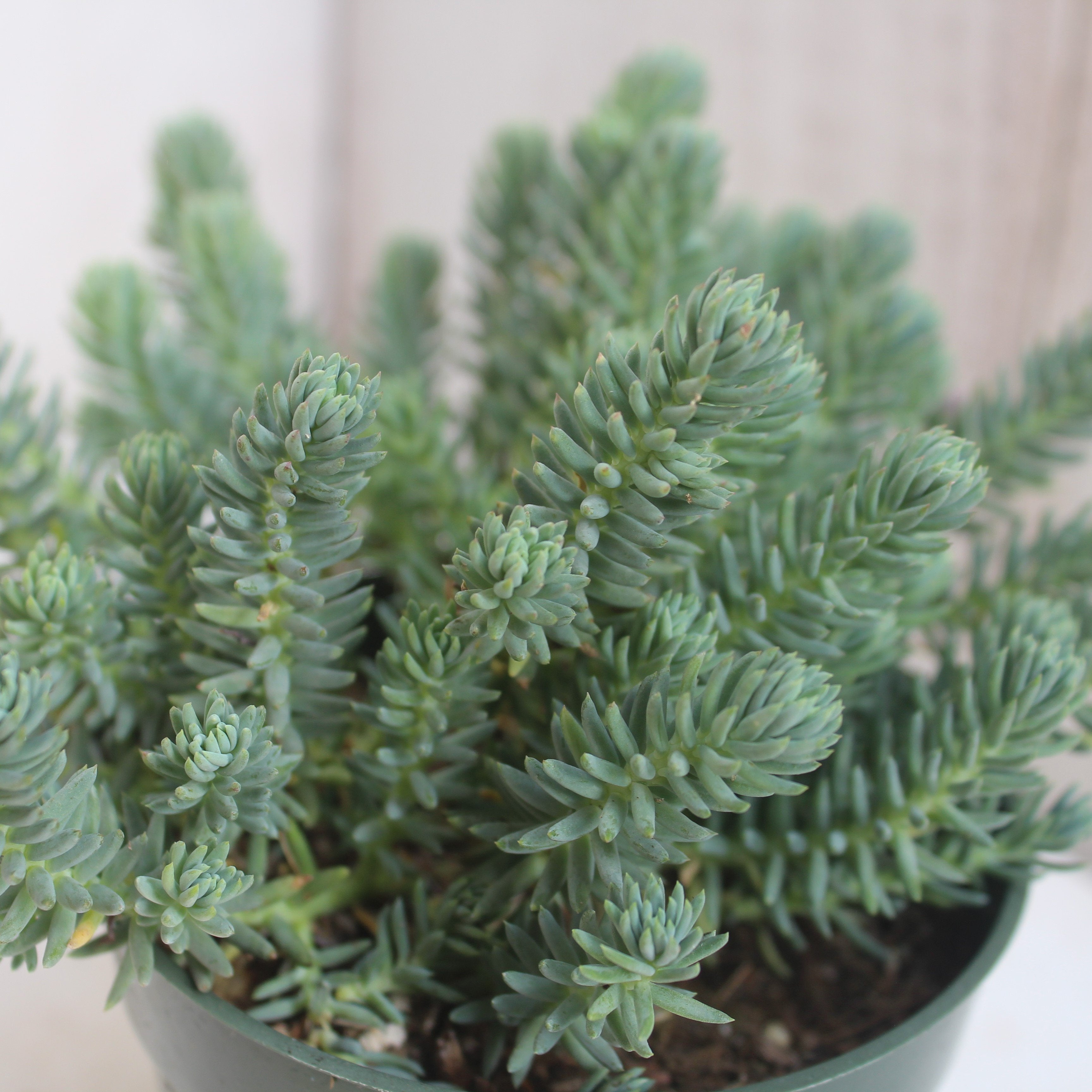 blue spruce stonecrop succulent Sedum rupestre 'Blue Spruce' – Succulent Gardens