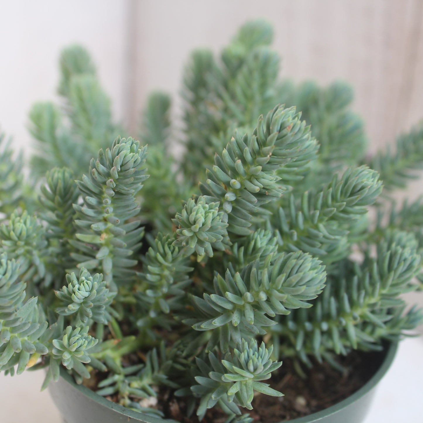 Sedum rupestre 'Blue Spruce'