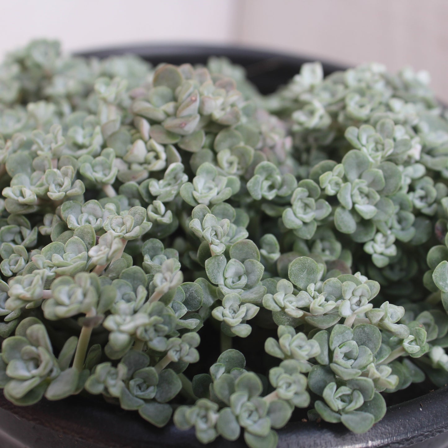 Sedum spathulifolium 'Cape Blanco'