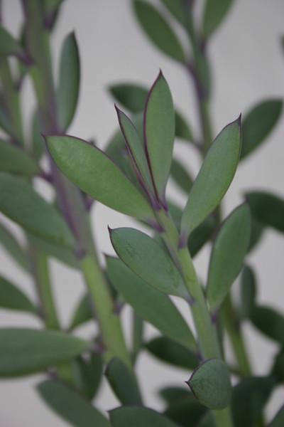 senecio crassissimus succulent Senecio crassissimus – Succulent Gardens