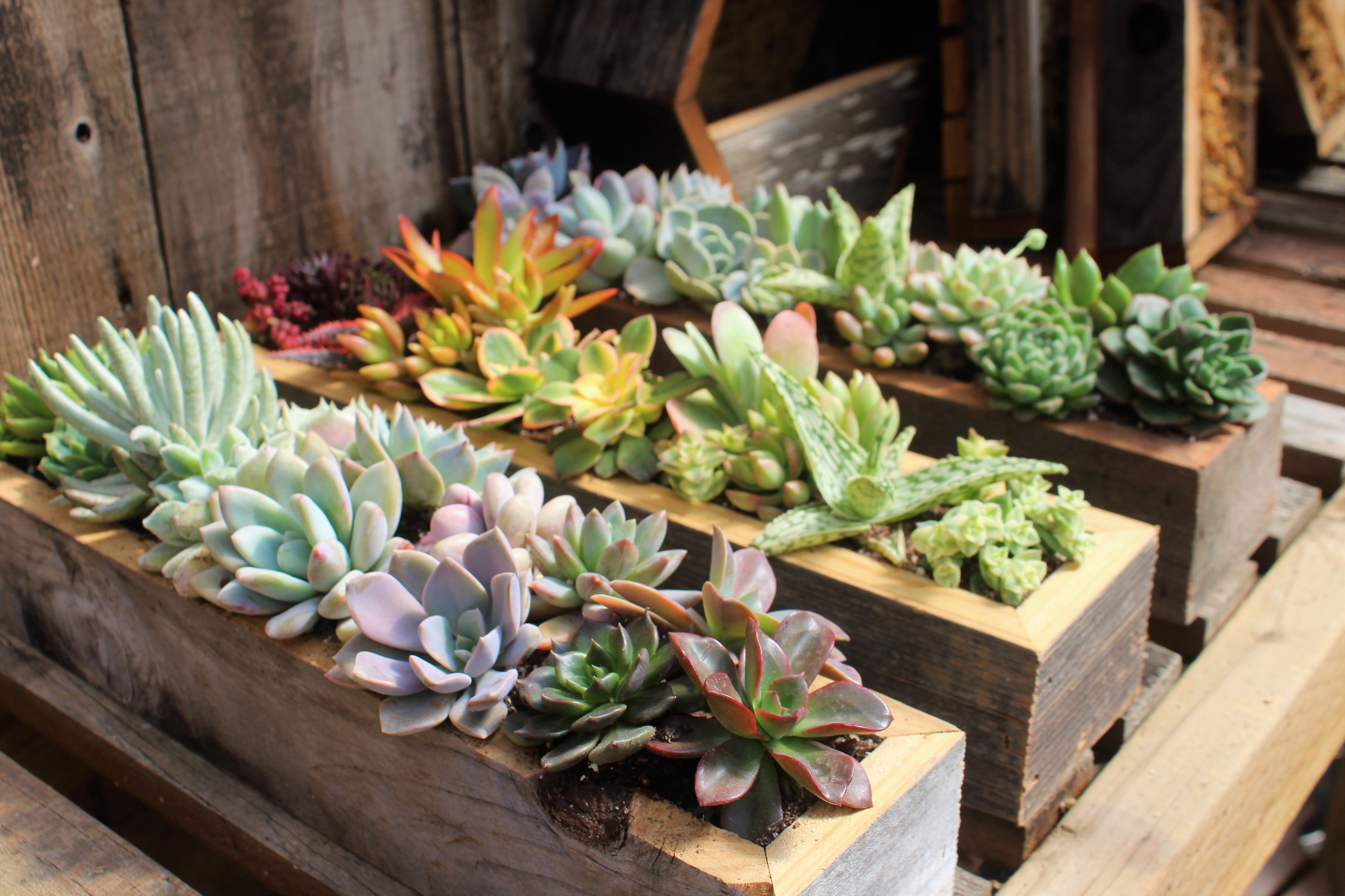 succulents in wood Succulent Container Garden