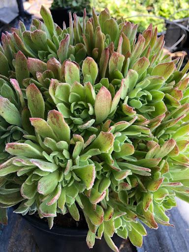 Aeonium 'Ballerina'