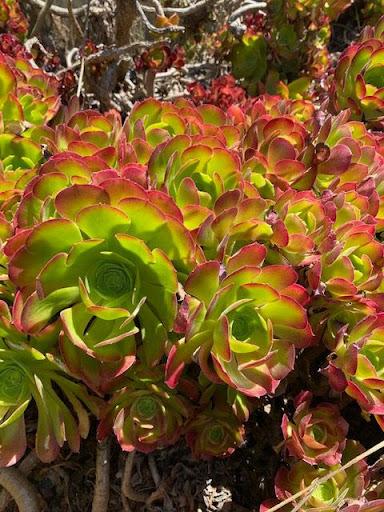 Aeonium 'Blushing Beauty'