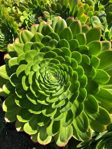 green aeonium succulent Aeonium canariense – Succulent Gardens