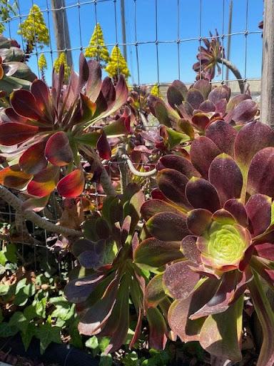 Aeonium 'Cyclops'