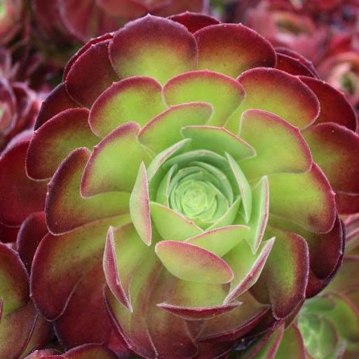 red aeonium succulent Aeonium 'Garnet' – Succulent Gardens