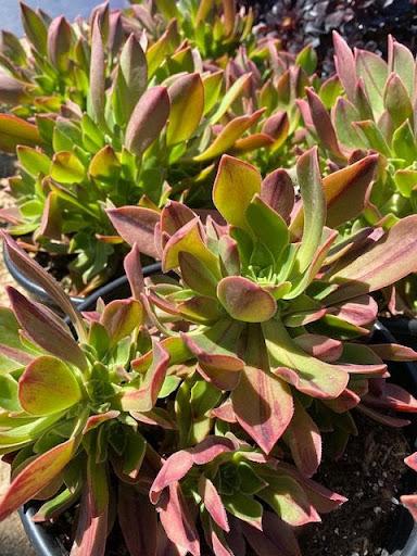 Aeonium leucoblepharum