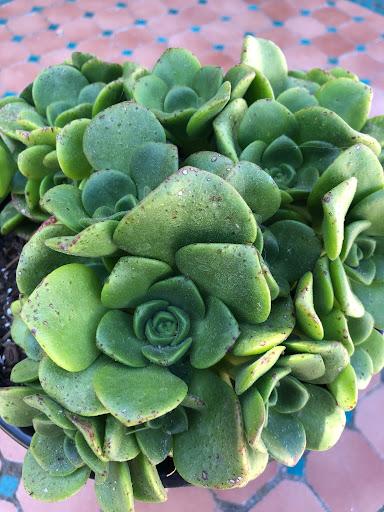Aeonium 'Lily Pad'