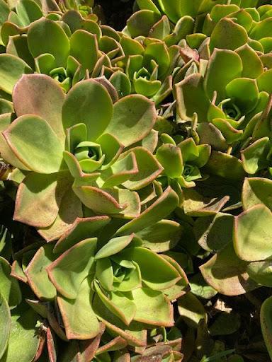 Aeonium nobile