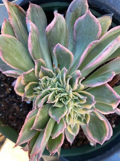 crested sunburst succulent Aeonium 'Sunburst' crest – Succulent Gardens