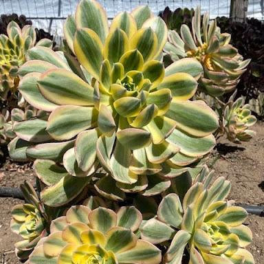 yellow leaves on succulent Aeonium 'Sunburst' – Succulent Gardens