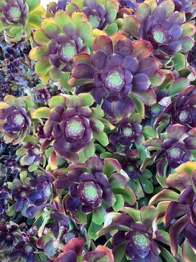Aeonium 'Thunder Cloud'