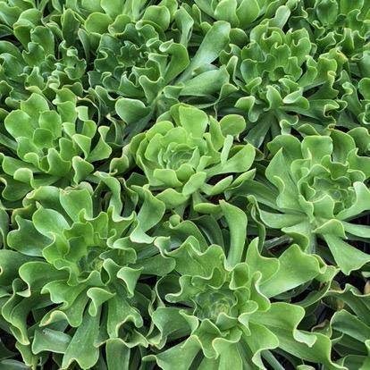 wavy leaf succulent Aeonium undulatum – Succulent Gardens