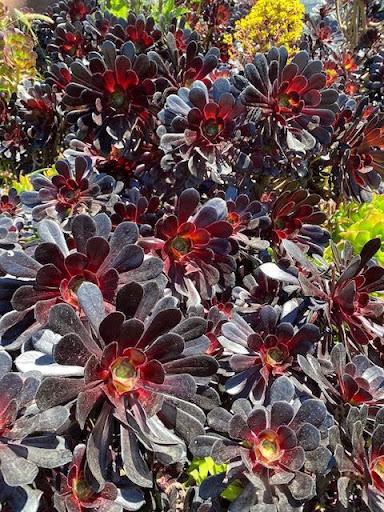 large black succulent Aeonium arboreum 'Zwartkop' – Succulent Gardens