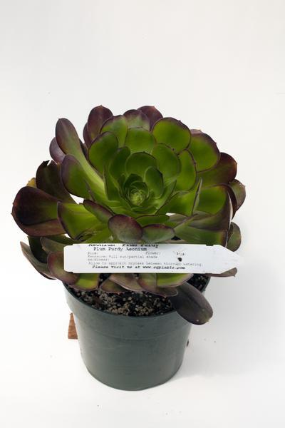 Aeonium 'Plum Purdy'