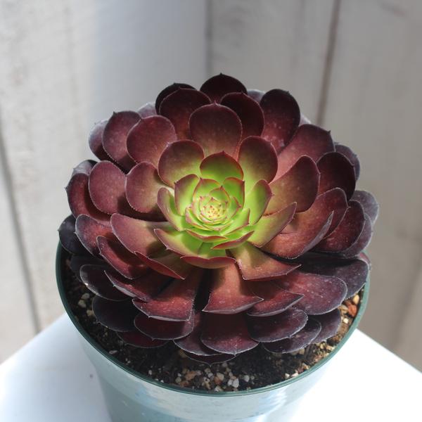 Aeonium 'Catlin'