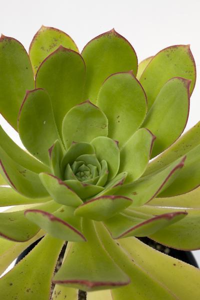 Aeonium urbicum