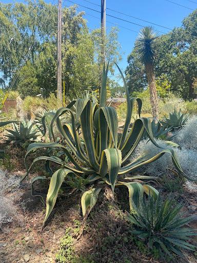 Agave americana mediopicta alba