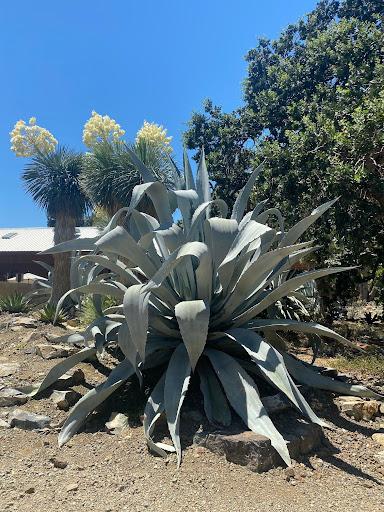 Agave americana