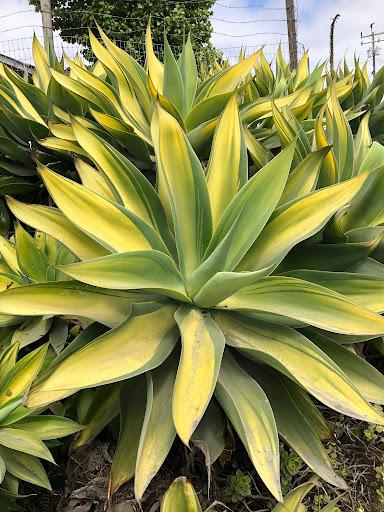 Agave attenuata 'Kara's Stripes'