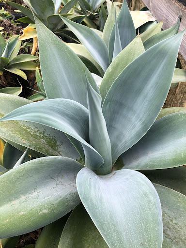 agave attenuata succulent Agave attenuata 'Nova' – Succulent Gardens