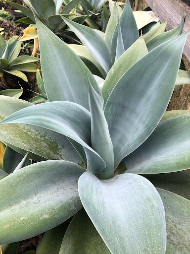 Agave attenuata 'Nova'