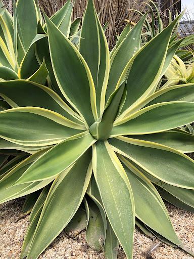 Agave attenuata variegata