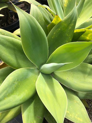 Agave attenuata