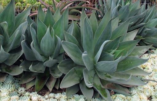 blue agave succulent Agave 'Blue Flame' – Succulent Gardens