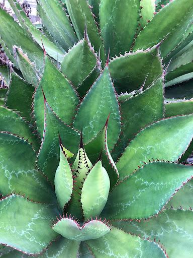 Agave bovicornuta  Succulent Gardens