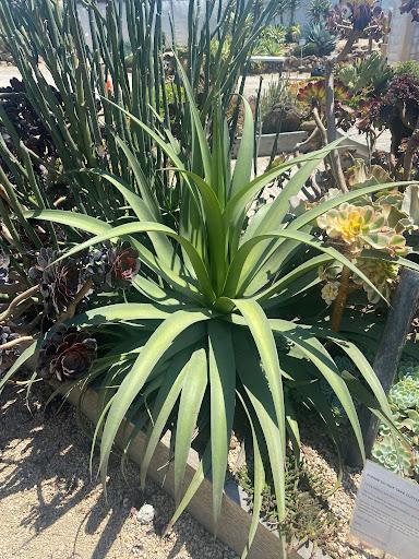 Agave bracteosa
