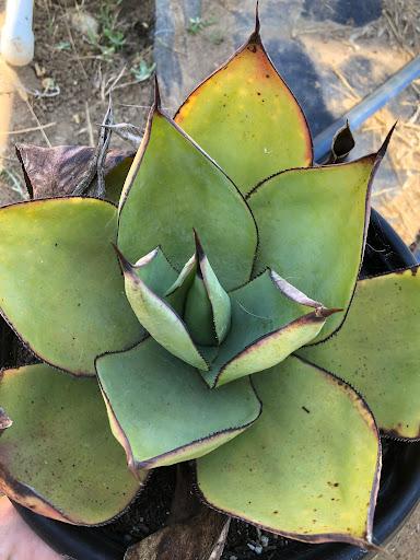 Agave celsii 'Nova' – Succulent Gardens