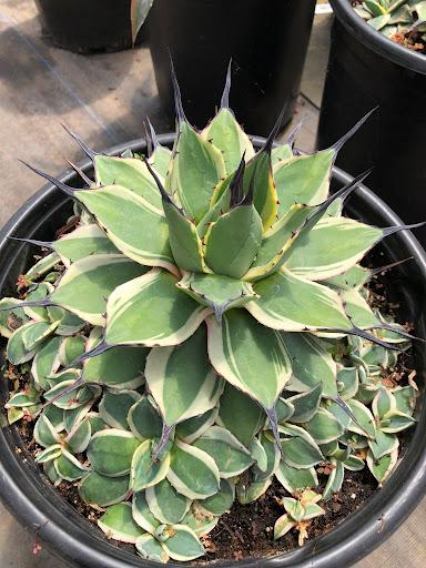 succulent with spikes Agave 'Cream Spike' – Succulent Gardens