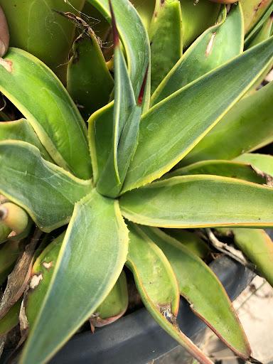 Agave desmetiana variegata