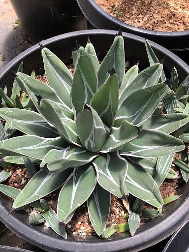 Agave ferdinandi-regis