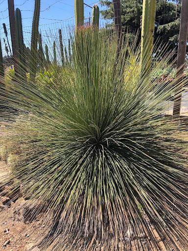 Agave geminiflora
