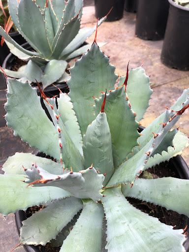 Agave guadalajarana – Succulent Gardens