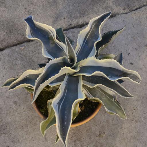 Agave gypsophila 'Ivory Curls' – Succulent Gardens