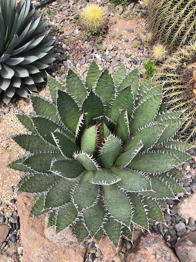 Agave horrida