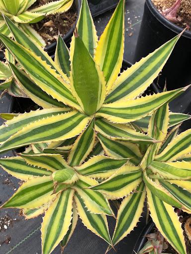 Agave lophantha 'Quadricolor'